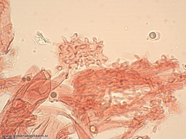 MYCENA ABRAMSII PP4
