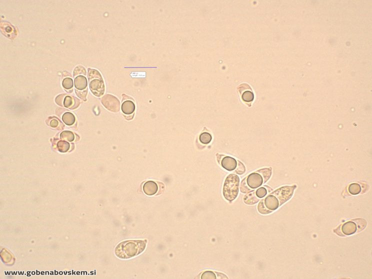 MYCENA ABRAMSII SPORE2