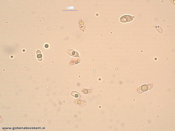 MYCENA ABRAMSII SPORE3