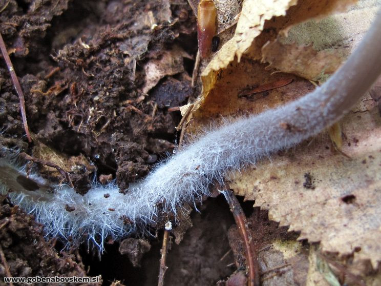 Mycena abramsii
