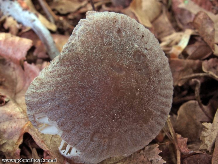 Mycena abramsii3 – kopija