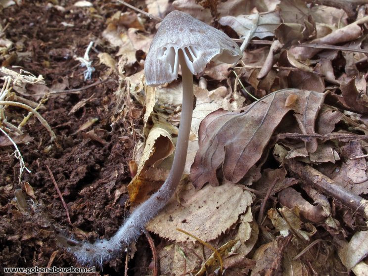 Mycena abramsii4